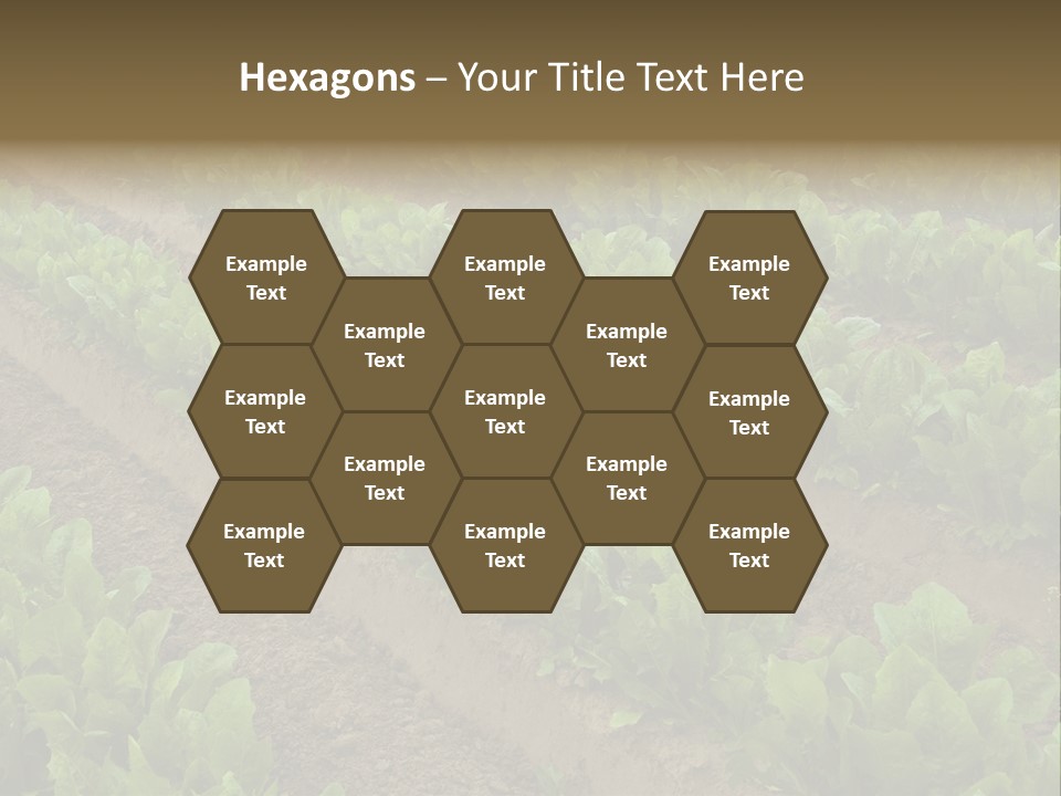 Field Of Lettuce PowerPoint Template