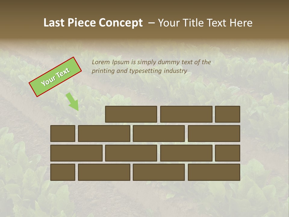 Field Of Lettuce PowerPoint Template