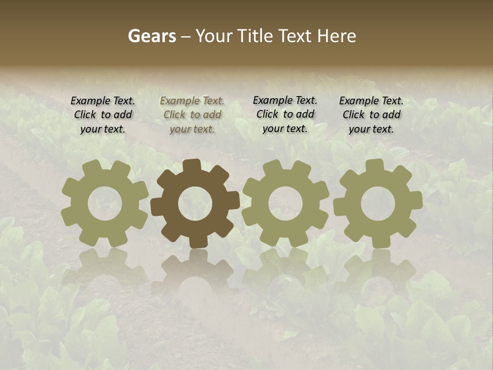 Field Of Lettuce PowerPoint Template