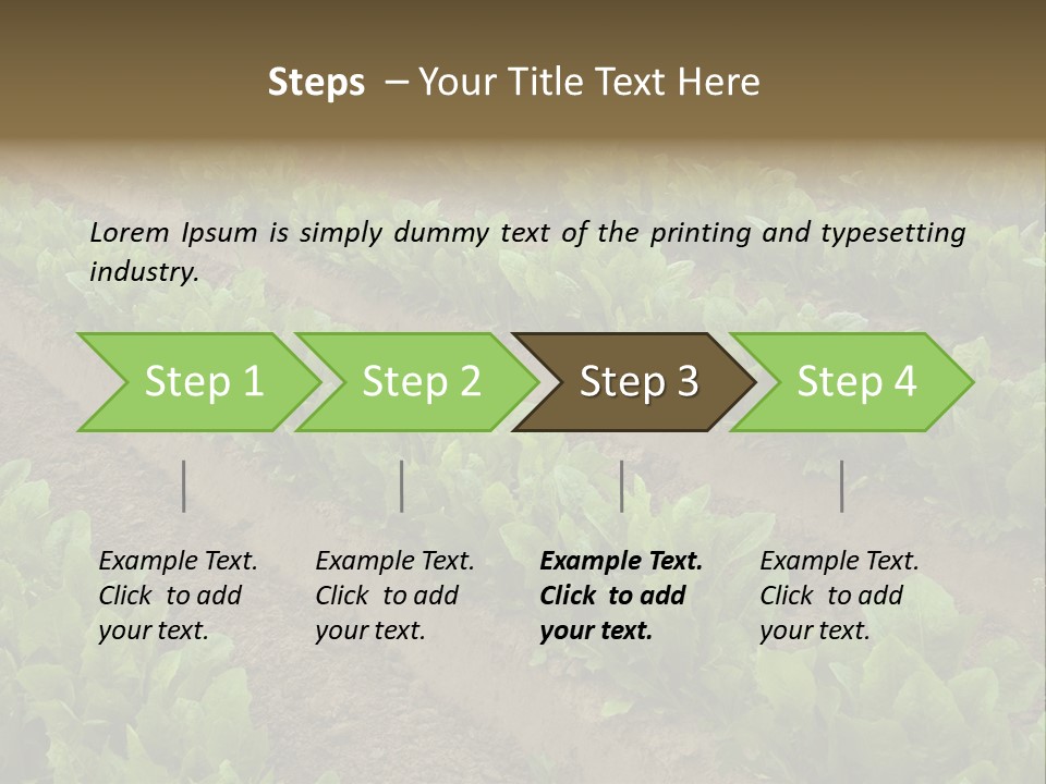 Field Of Lettuce PowerPoint Template