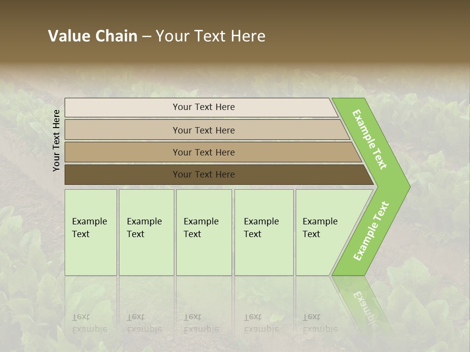 Field Of Lettuce PowerPoint Template