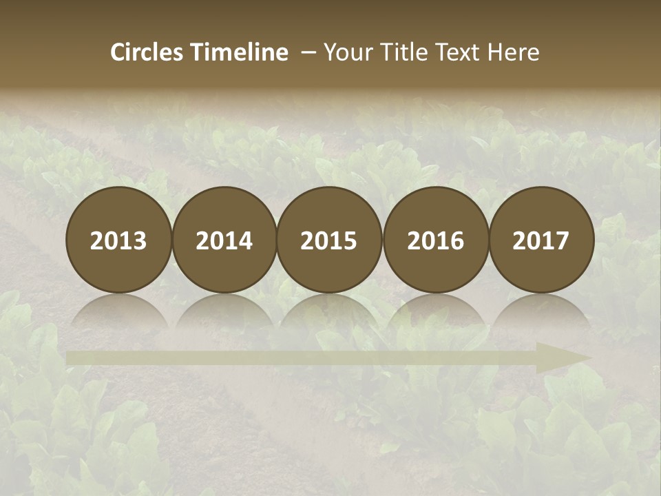 Field Of Lettuce PowerPoint Template