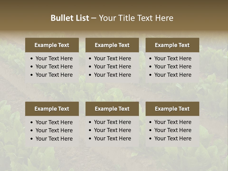 Field Of Lettuce PowerPoint Template