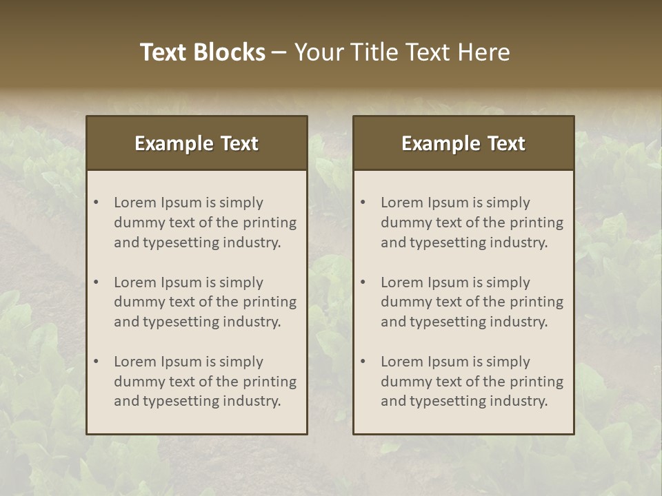 Field Of Lettuce PowerPoint Template
