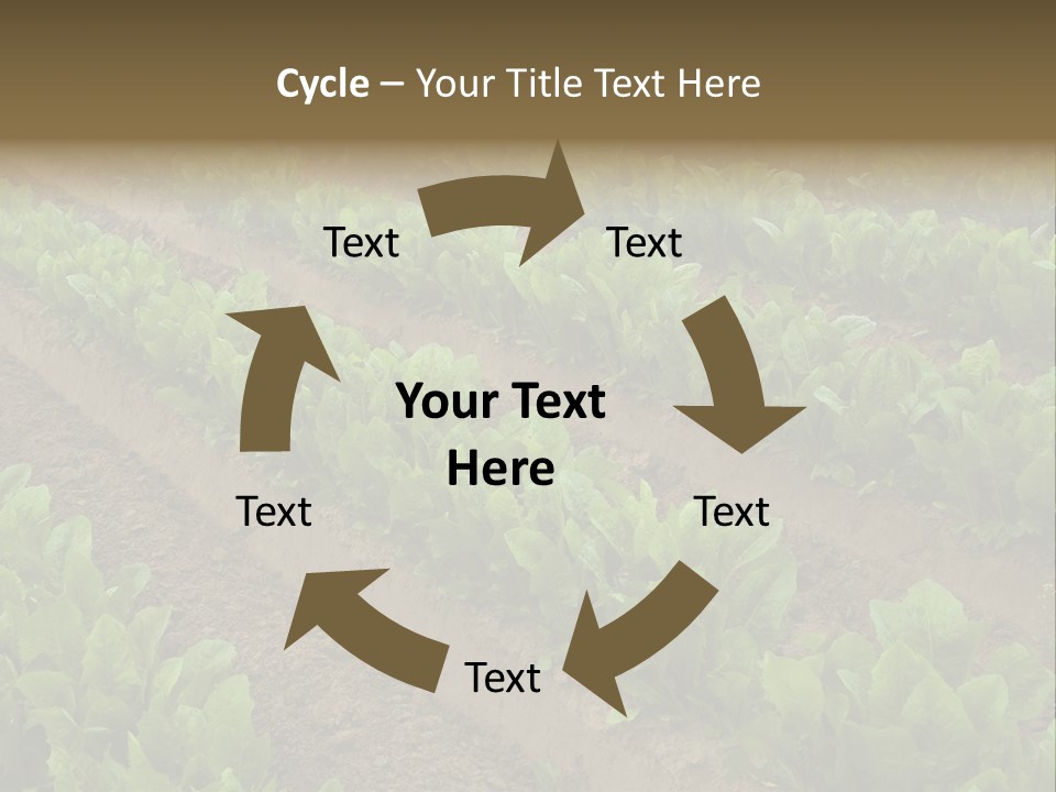 Field Of Lettuce PowerPoint Template