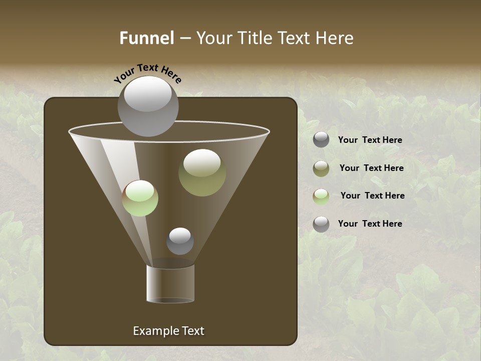 Field Of Lettuce PowerPoint Template