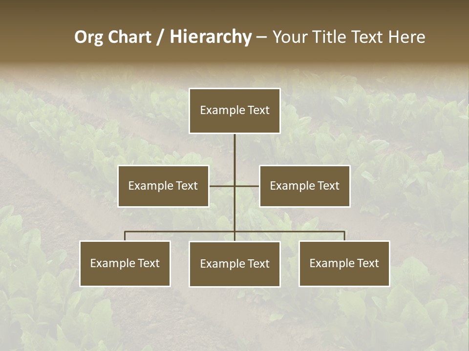 Field Of Lettuce PowerPoint Template