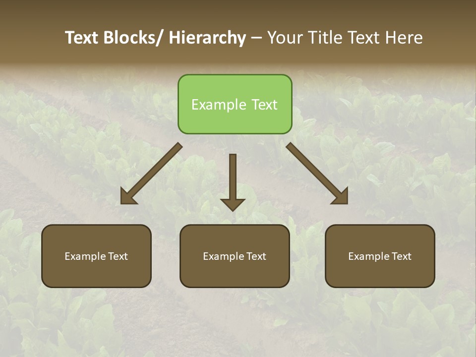 Field Of Lettuce PowerPoint Template