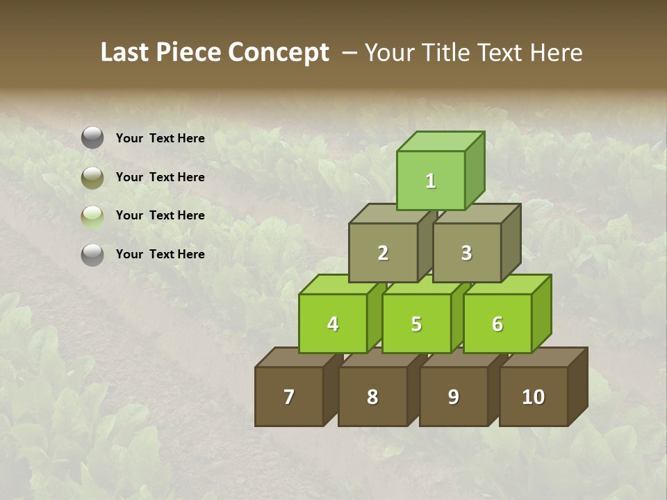 Field Of Lettuce PowerPoint Template