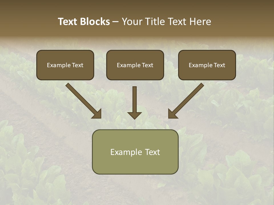 Field Of Lettuce PowerPoint Template