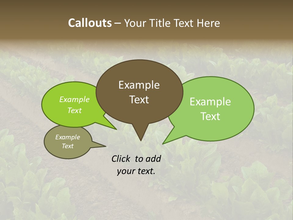 Field Of Lettuce PowerPoint Template