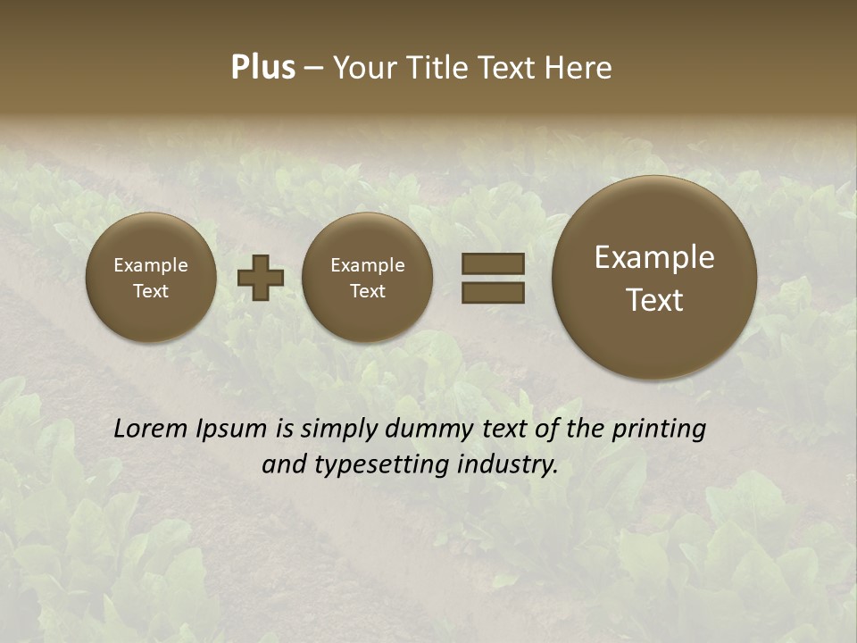 Field Of Lettuce PowerPoint Template