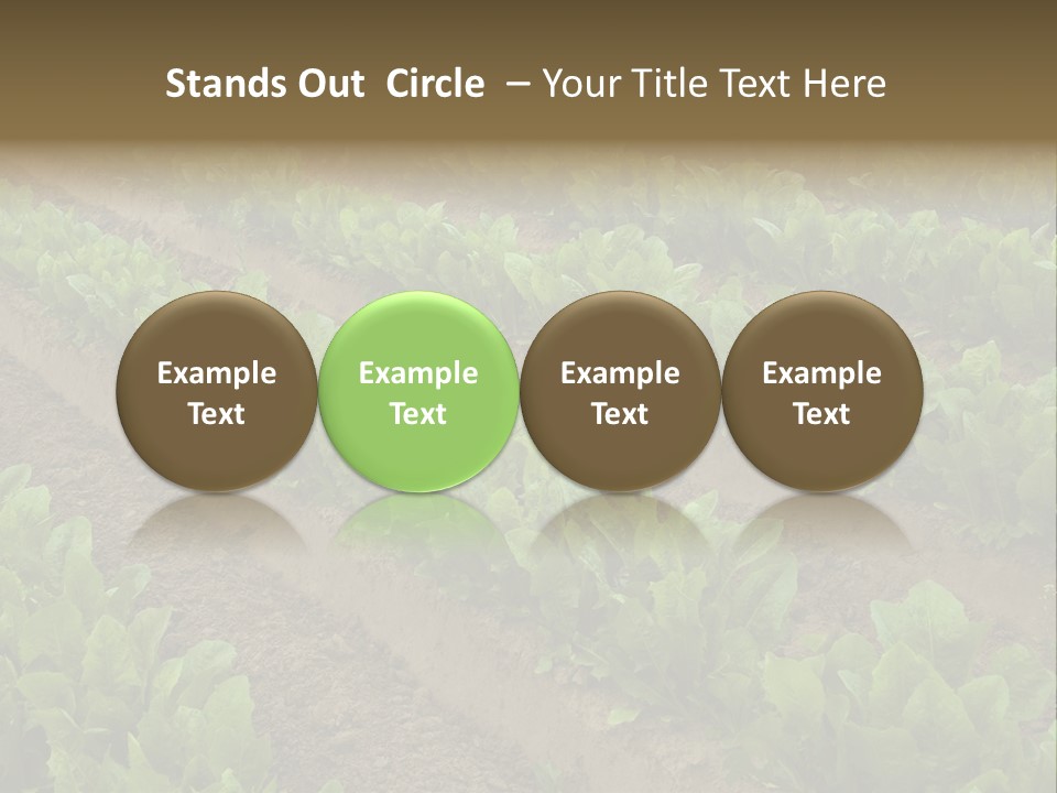 Field Of Lettuce PowerPoint Template