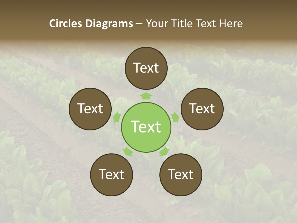 Field Of Lettuce PowerPoint Template