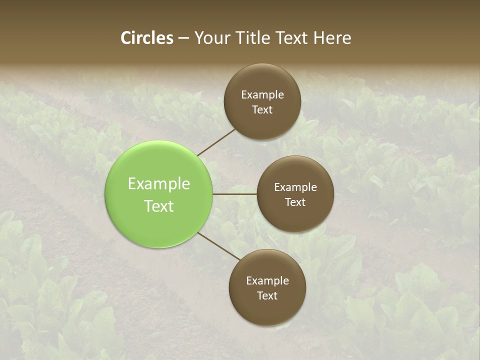 Field Of Lettuce PowerPoint Template