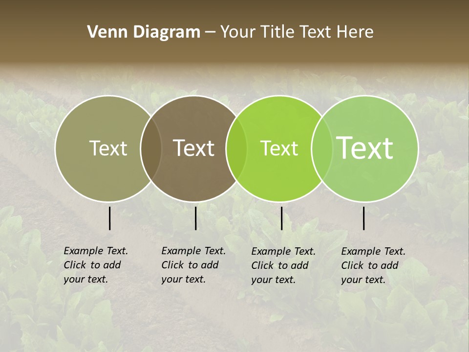 Field Of Lettuce PowerPoint Template