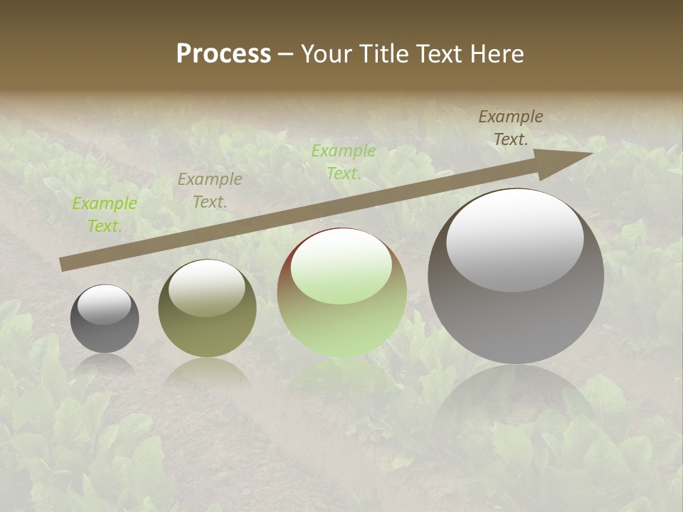 Field Of Lettuce PowerPoint Template