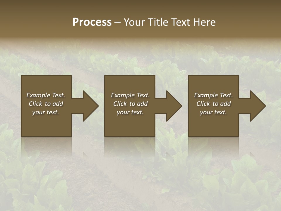 Field Of Lettuce PowerPoint Template