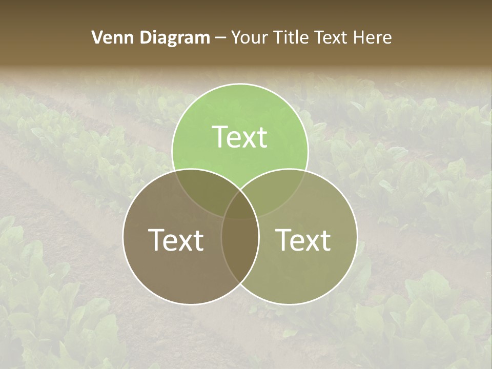 Field Of Lettuce PowerPoint Template