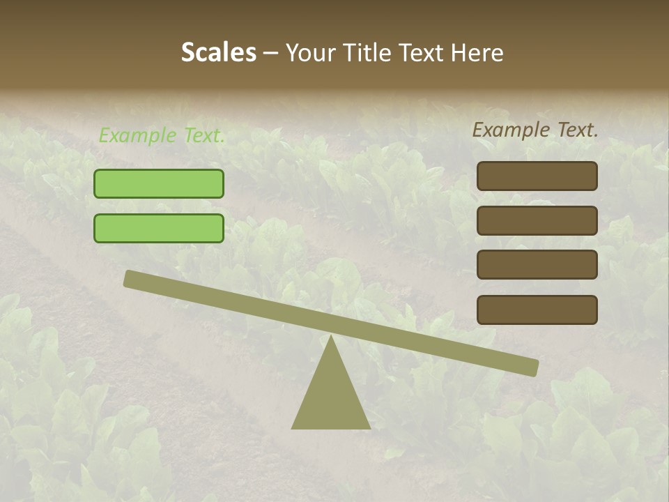 Field Of Lettuce PowerPoint Template