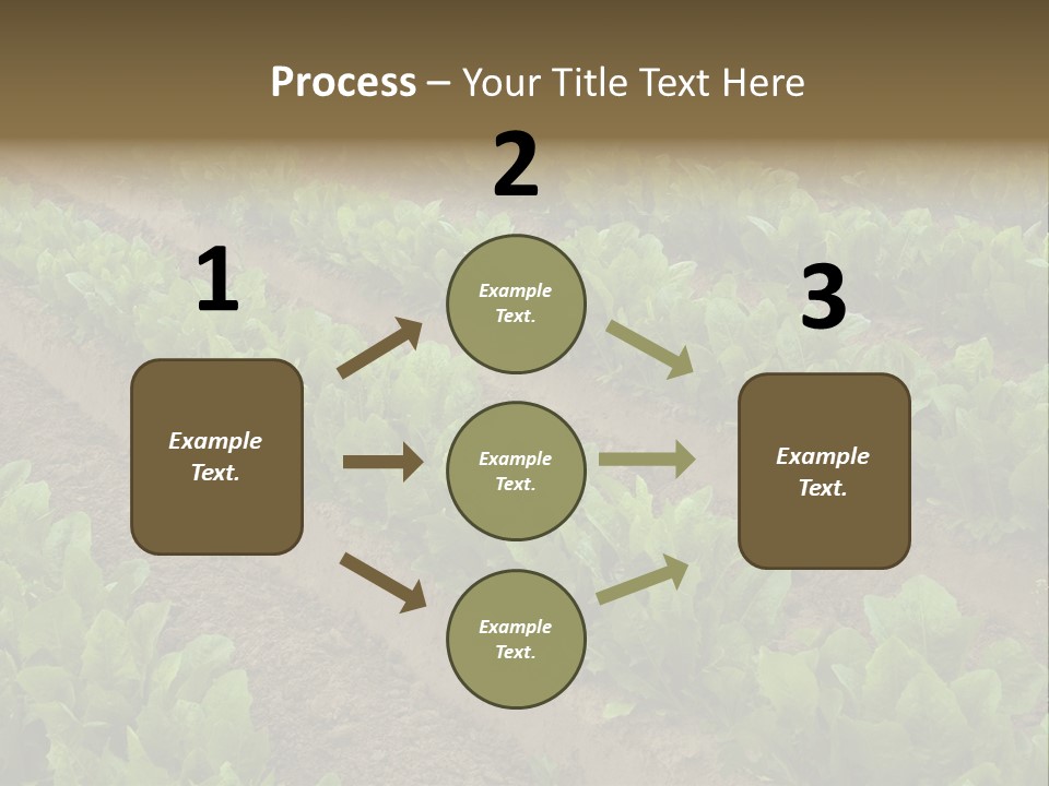 Field Of Lettuce PowerPoint Template