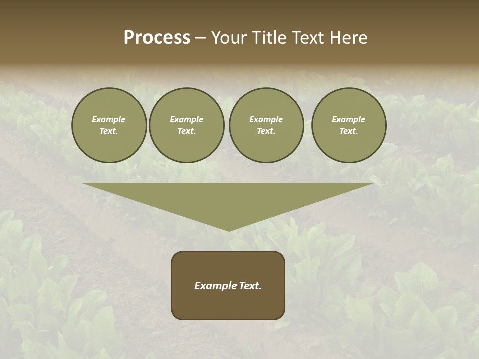 Field Of Lettuce PowerPoint Template