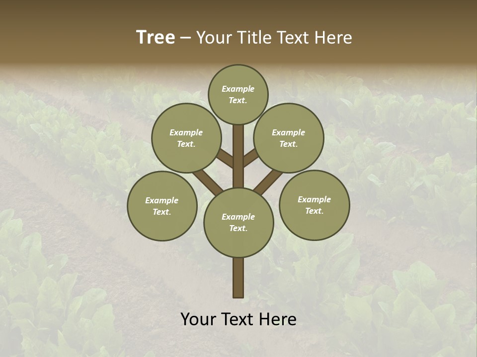 Field Of Lettuce PowerPoint Template