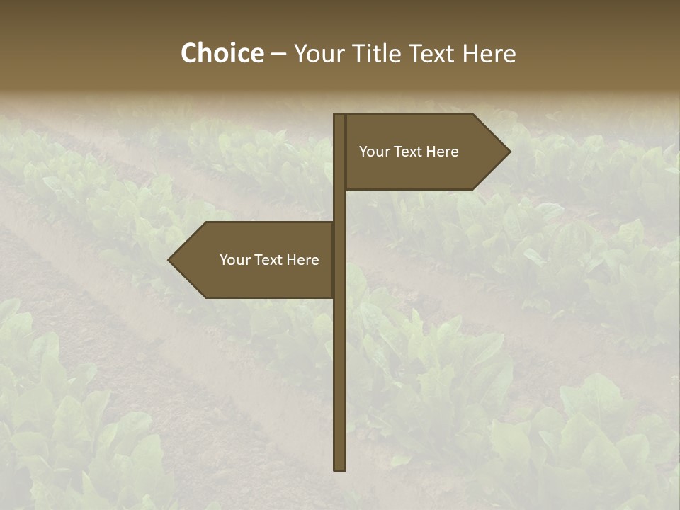 Field Of Lettuce PowerPoint Template