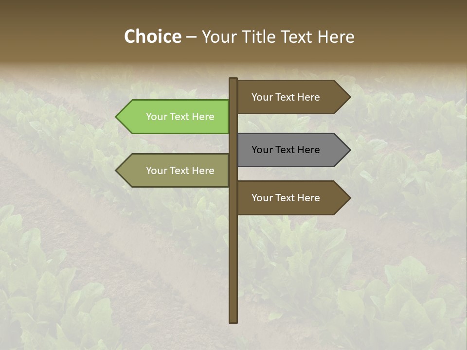Field Of Lettuce PowerPoint Template