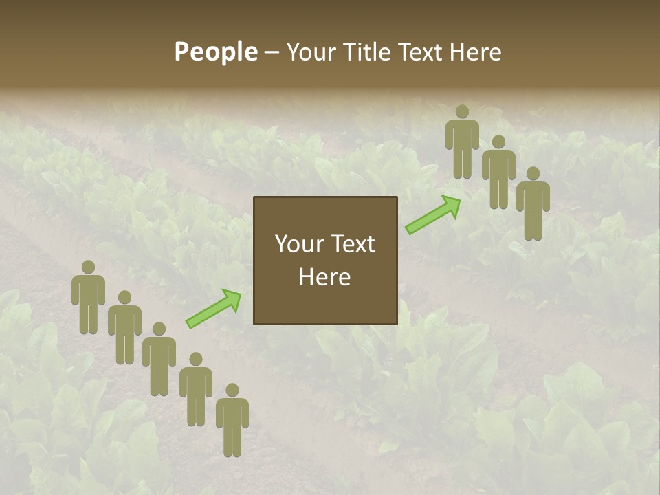 Field Of Lettuce PowerPoint Template