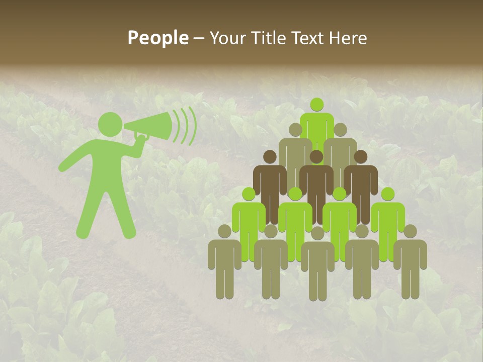 Field Of Lettuce PowerPoint Template