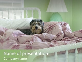 Dog In Bed PowerPoint Template