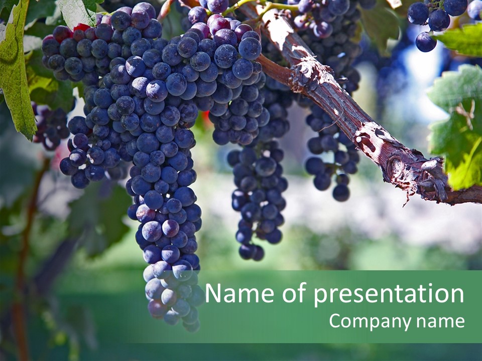 Ripe Merlot Grapes On Vine In Vineyard PowerPoint Template