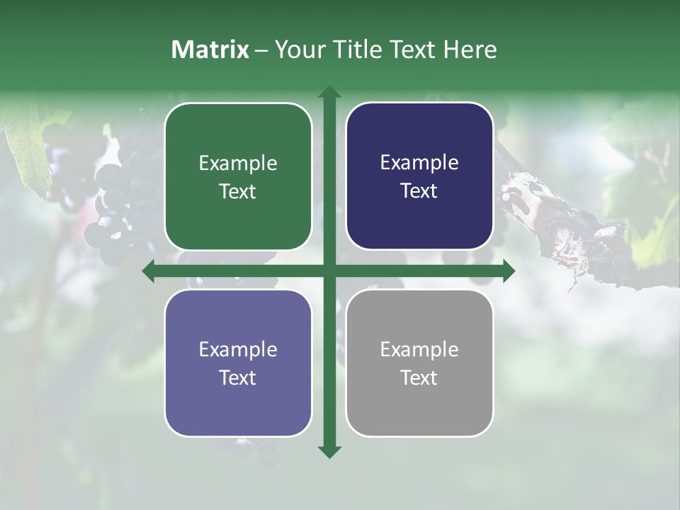 Ripe Merlot Grapes On Vine In Vineyard PowerPoint Template