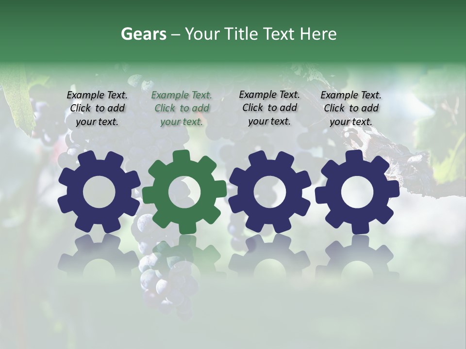 Ripe Merlot Grapes On Vine In Vineyard PowerPoint Template