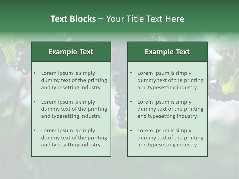 Ripe Merlot Grapes On Vine In Vineyard PowerPoint Template