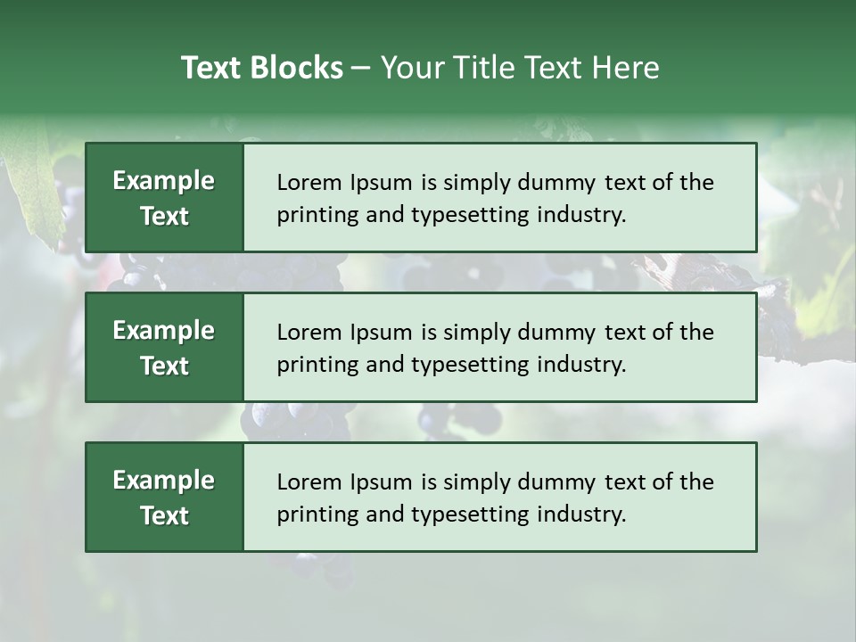 Ripe Merlot Grapes On Vine In Vineyard PowerPoint Template