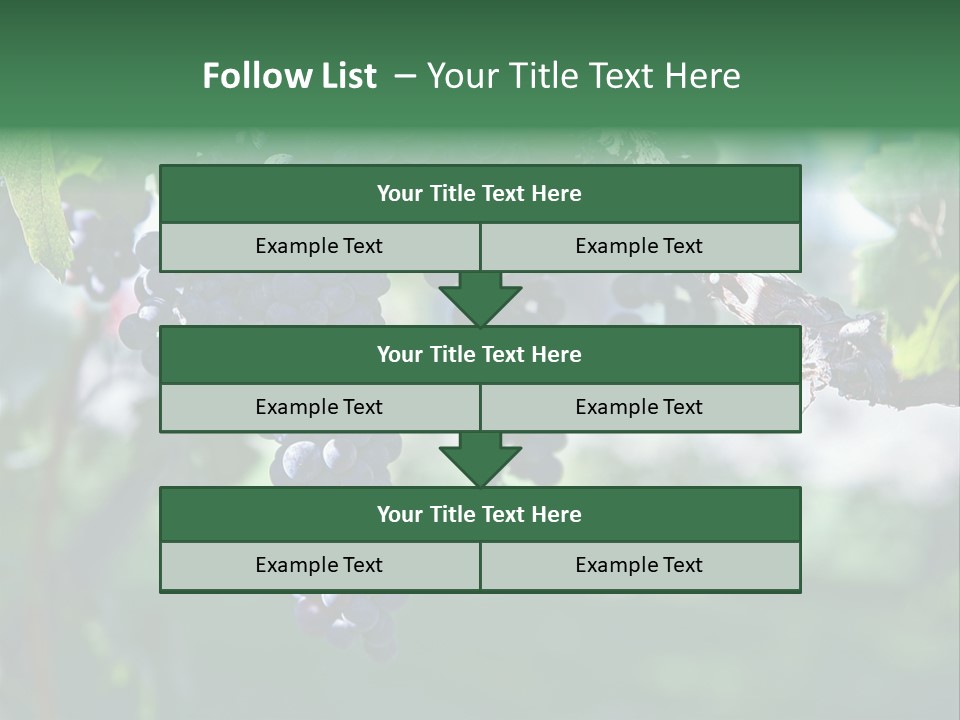 Ripe Merlot Grapes On Vine In Vineyard PowerPoint Template