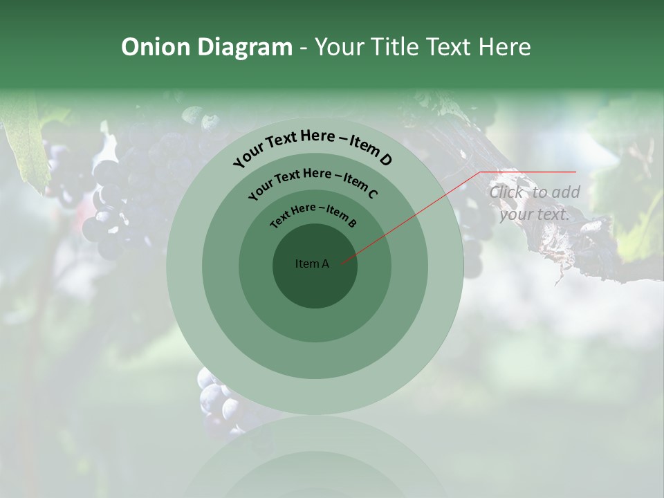 Ripe Merlot Grapes On Vine In Vineyard PowerPoint Template