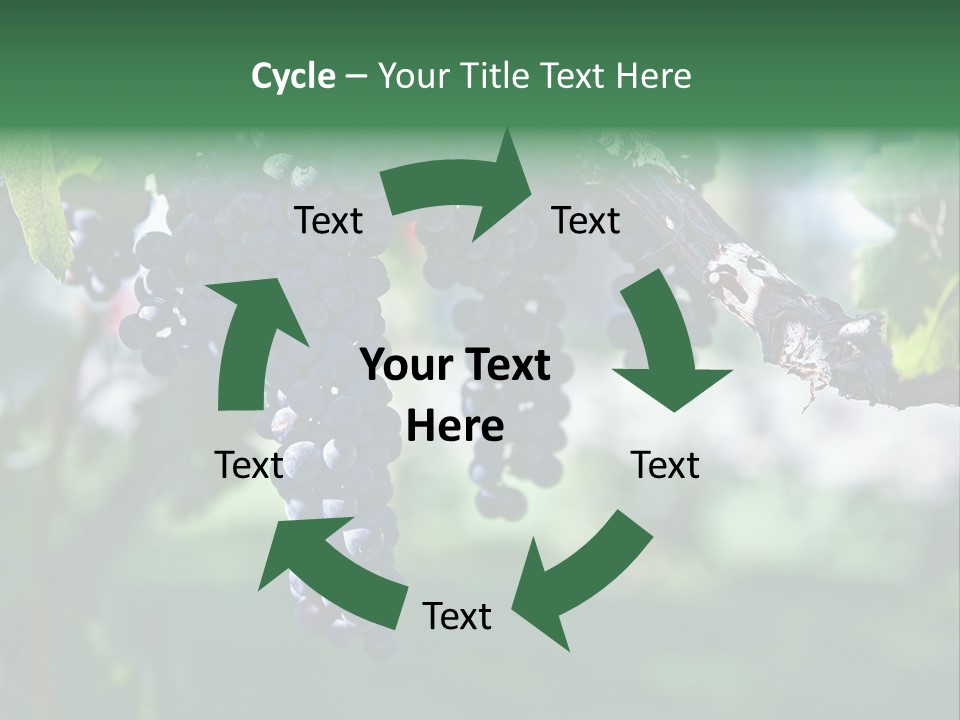 Ripe Merlot Grapes On Vine In Vineyard PowerPoint Template