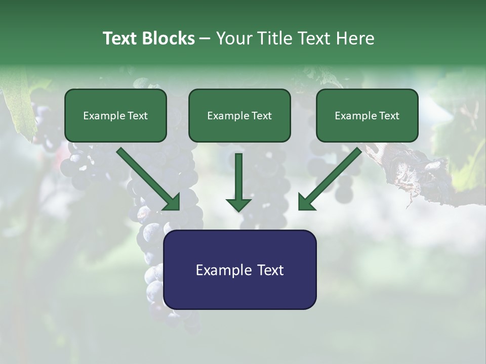 Ripe Merlot Grapes On Vine In Vineyard PowerPoint Template