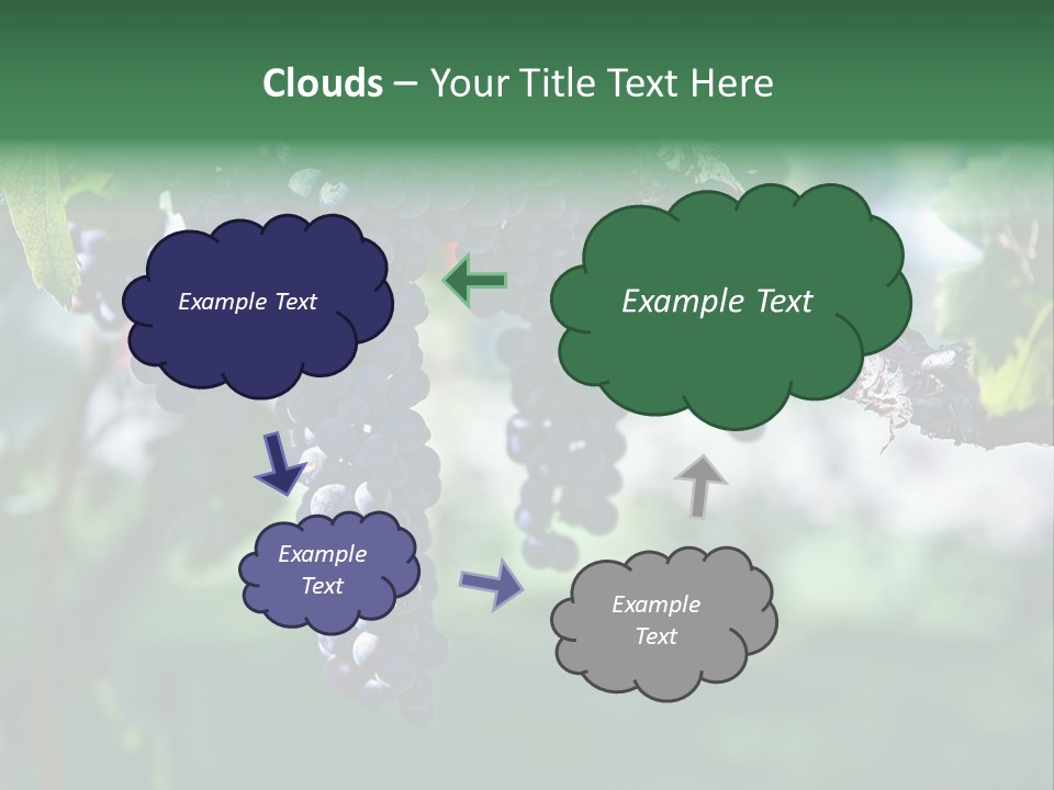 Ripe Merlot Grapes On Vine In Vineyard PowerPoint Template