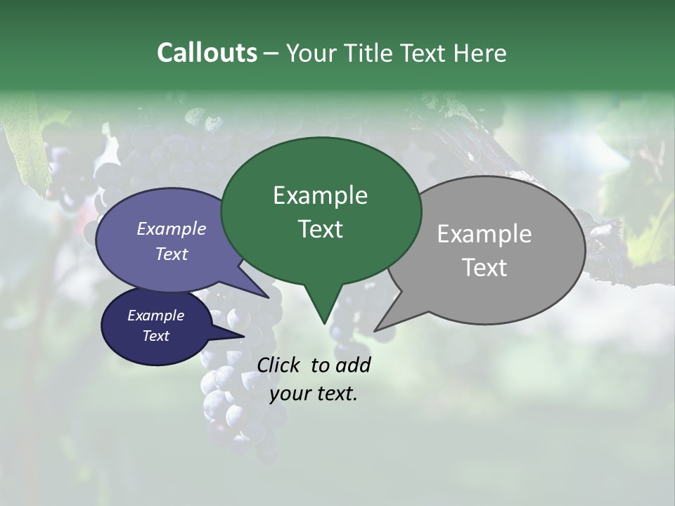 Ripe Merlot Grapes On Vine In Vineyard PowerPoint Template