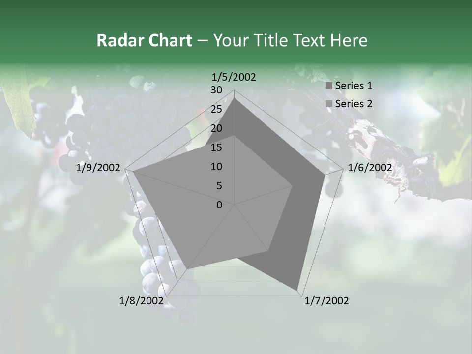 Ripe Merlot Grapes On Vine In Vineyard PowerPoint Template