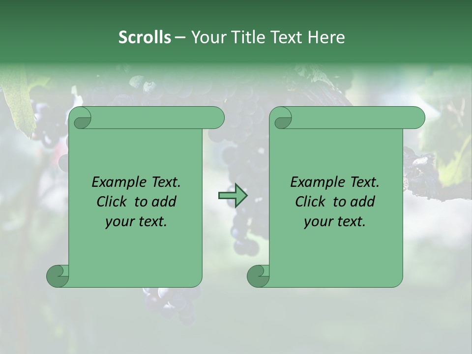 Ripe Merlot Grapes On Vine In Vineyard PowerPoint Template