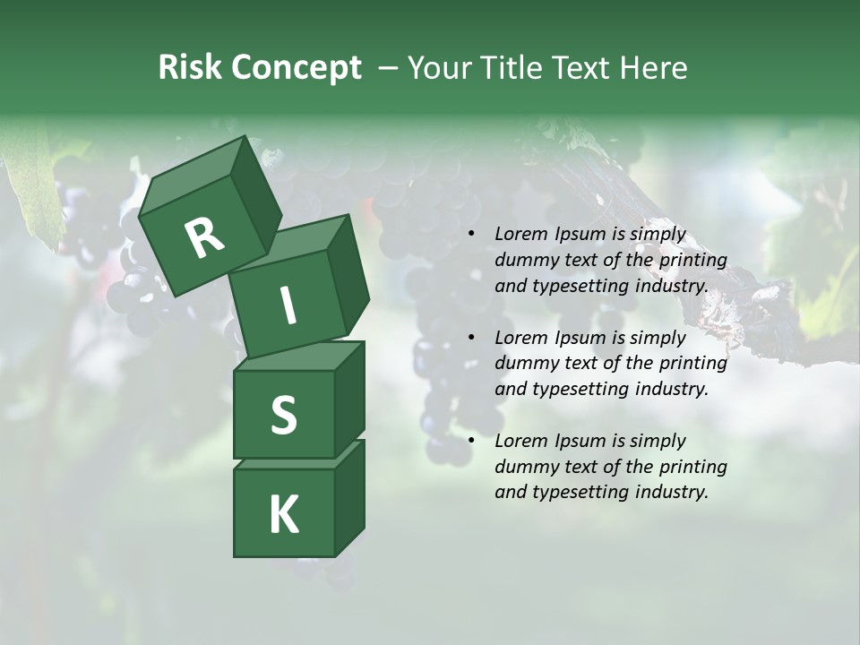 Ripe Merlot Grapes On Vine In Vineyard PowerPoint Template