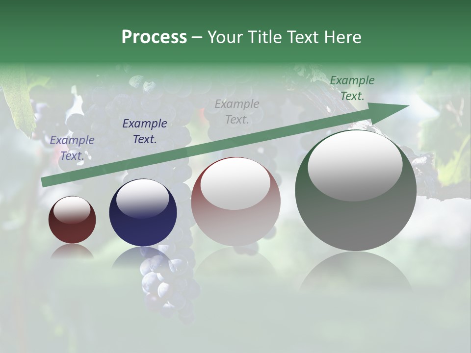 Ripe Merlot Grapes On Vine In Vineyard PowerPoint Template