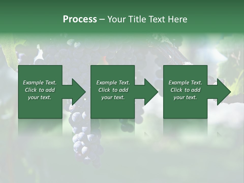 Ripe Merlot Grapes On Vine In Vineyard PowerPoint Template