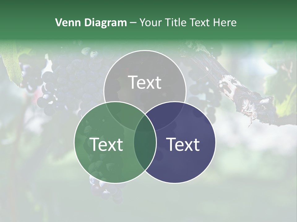 Ripe Merlot Grapes On Vine In Vineyard PowerPoint Template