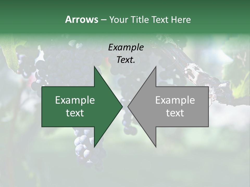 Ripe Merlot Grapes On Vine In Vineyard PowerPoint Template